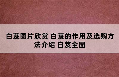 白芨图片欣赏 白芨的作用及选购方法介绍 白芨全图